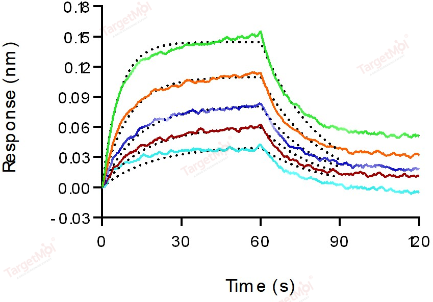 IL-6 Protein, Human, Recombinant