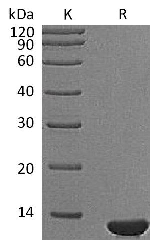 NGF Protein, Human, Recombinant (E. colli)