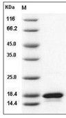 TNF beta Protein, Human, Recombinant