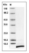 SDF-1/CXCL12 Protein, Human, Recombinant