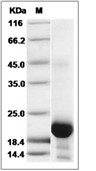 IL-6 Protein, Rhesus, Recombinant