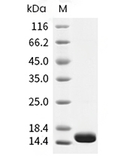 IL-3 Protein, Human, Recombinant(aa 20-152)