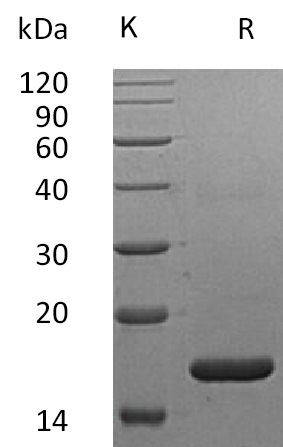 IFN-alpha 2a/IFNA2 Protein, Human, Recombinant