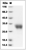 IFN-beta Protein, Mouse, Recombinant