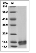 IL-7 Protein, Mouse, Recombinant