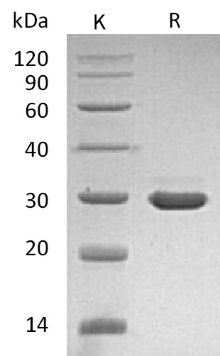 pro-Beta NGF Protein, Human, Recombinant