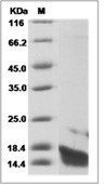 IL-22 Protein, Human, Recombinant