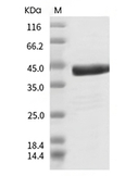 MERS-CoV Nucleocapsid Protein (His)