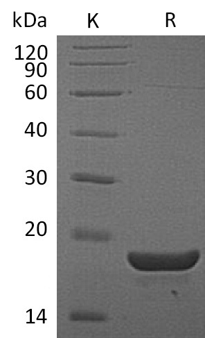 TL1A/TNFSF15 Protein, Mouse, Recombinant