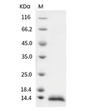 NGF Protein, Human, Recombinant