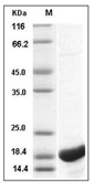 IL-1 beta/IL-1F2 Protein, Canine, Recombinant