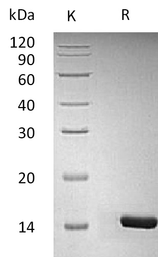 BDNF Protein, Human/Murine/Rat, Recombinant