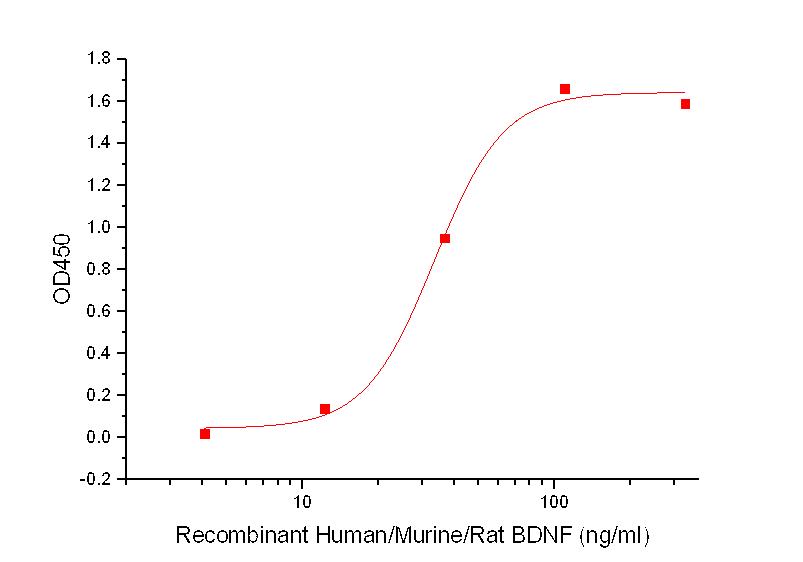 BDNF Protein, Human/Murine/Rat, Recombinant