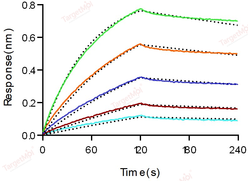 IL-18 Protein, Human, Recombinant