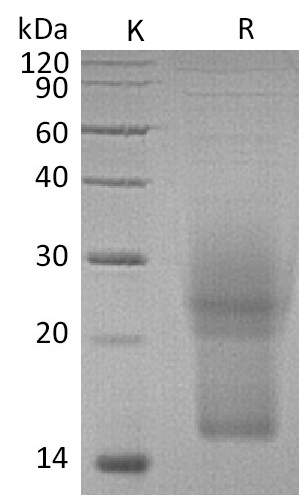 IL-3 Protein, Mouse, Recombinant (His)