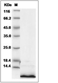 CXCL5 Protein, Human, Recombinant