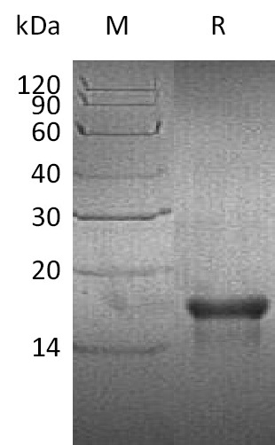 PDGF-AA Protein, Human, Recombinant