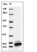 CXCL9 Protein, Human, Recombinant