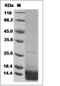 CXCL14 Protein, Mouse, Recombinant